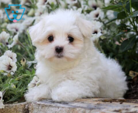 Spike Maltese