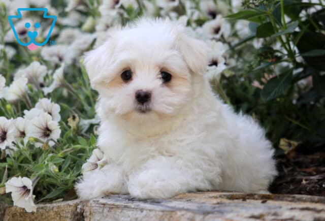 Spike Maltese image