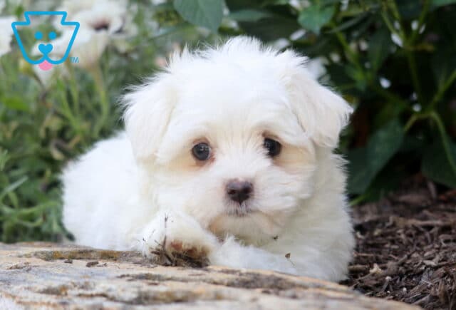Spike Maltese2 image