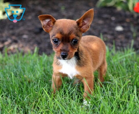 Spike Yorkie Russell