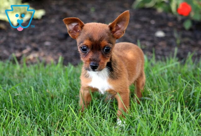 Spike Yorkie Russell image
