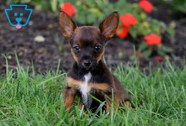 Sporty Yorkie Russell image