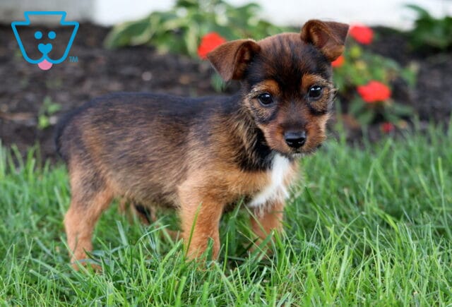 Spyro Yorkie Russell2 image