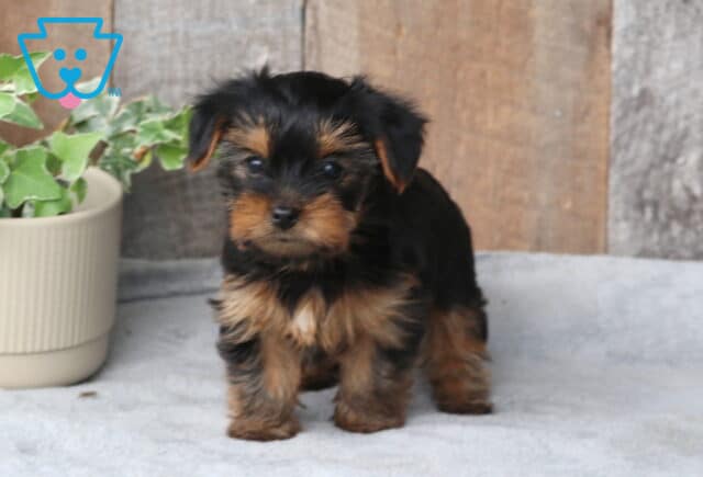 Star Yorkie2 image