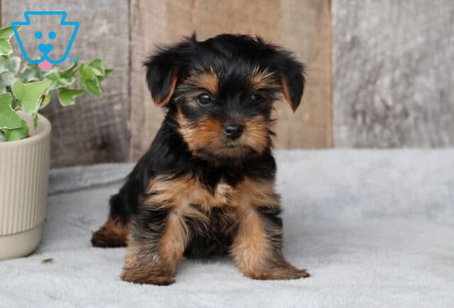 Star Yorkie3 image