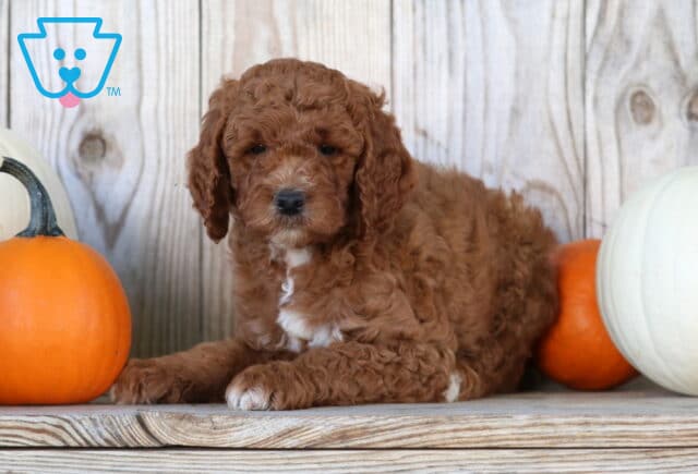 Stella Goldendoodle image