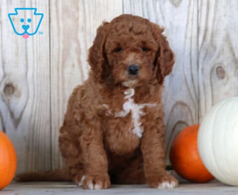 Stella Goldendoodle.