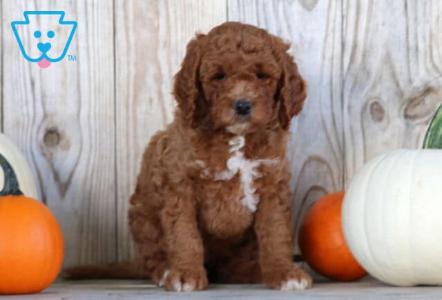 Stella Goldendoodle. image
