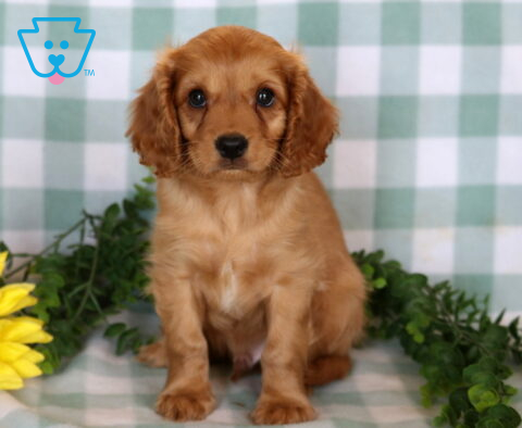 Stewie Cavapoo