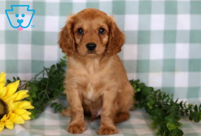 Stewie Cavapoo image