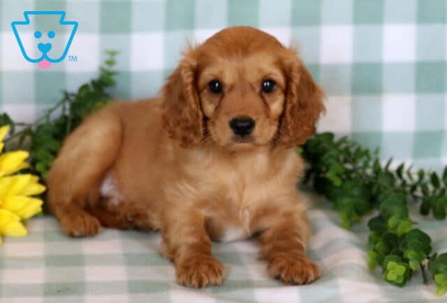 Stewie Cavapoo2 image