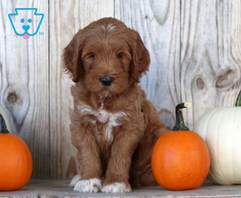 Stewie Goldendoodle