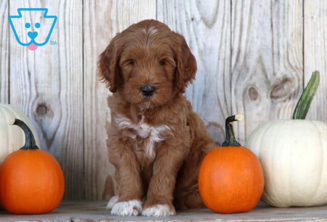 Stewie Goldendoodle image