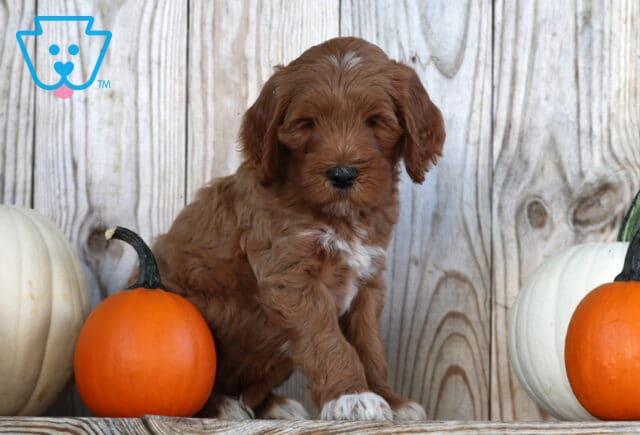 Stewie Goldendoodle2 image