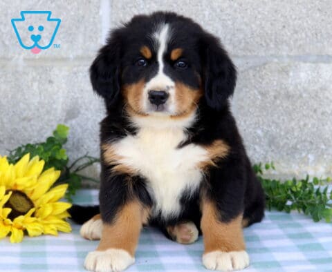 Tri-color Bernese Mountain Dog puppy sitting proudly on a blue checkered blanket beside a bright yellow sunflower and green foliage.