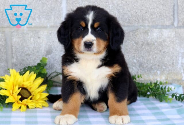 Tri-color Bernese Mountain Dog puppy sitting proudly on a blue checkered blanket beside a bright yellow sunflower and green foliage. image