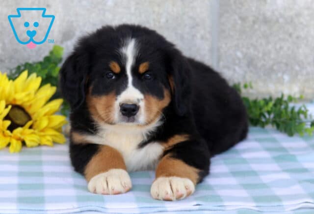 Fluffy tri-color Bernese Mountain Dog puppy lying with front paws stretched forward on a blue checkered blanket beside a yellow sunflower. image
