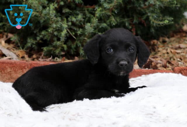 Stormy Lab Mi image