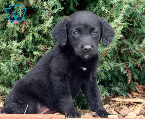 Stormy Lab Mi2