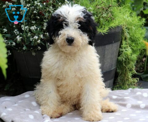 Sugar Mini Bernedoodle