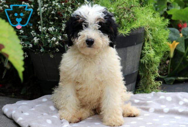 Sugar Mini Bernedoodle image