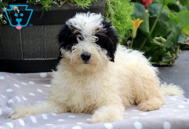Sugar Mini Bernedoodle2 image