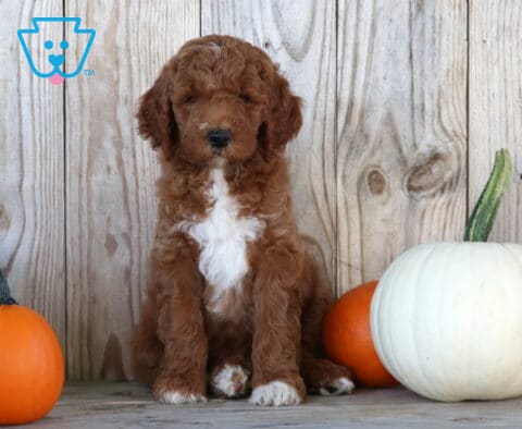 Summer Goldendoodle