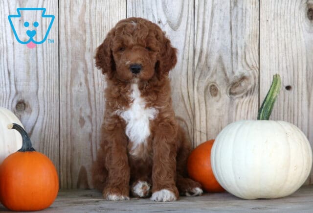 Summer Goldendoodle image