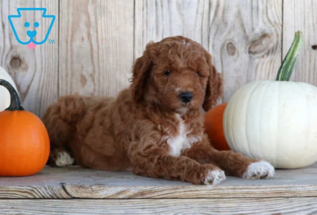Summer Goldendoodle2 image