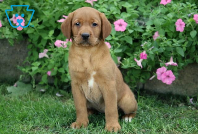Sweetie Lab image