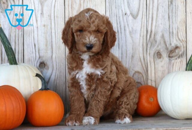 Swervo Goldendoodle image
