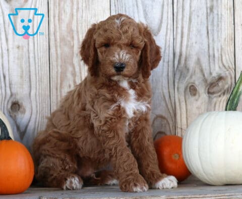 Swervo Goldendoodle2
