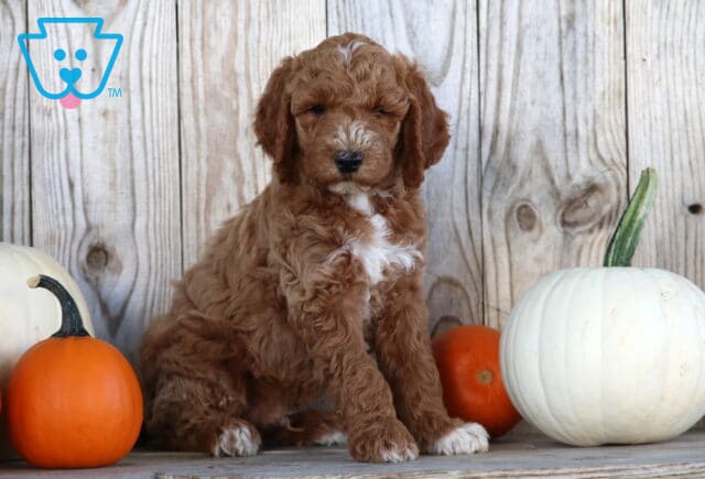 Swervo Goldendoodle2 image