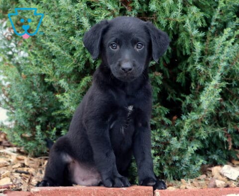 Swervo Lab Mix