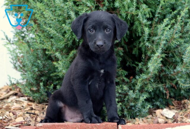 Swervo Lab Mix image