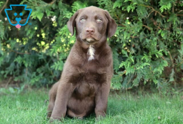THeo Lab image