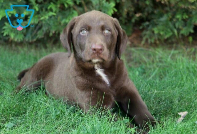 THeo Lab2 image