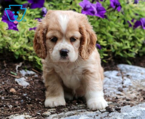 Tabby Cocker Spaniel