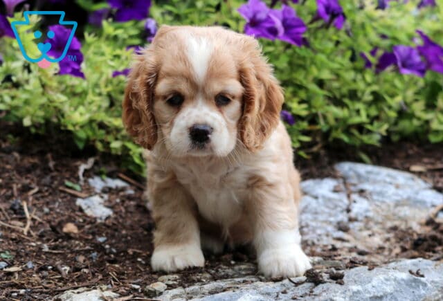 Tabby Cocker Spaniel image