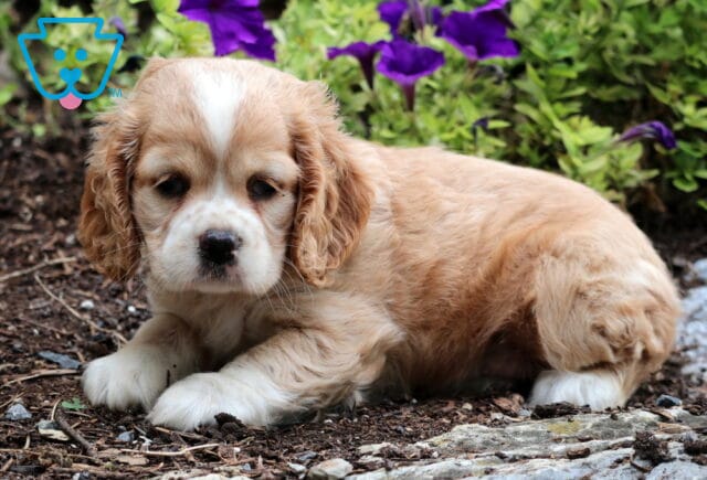 Tabby Cocker Spaniel2 image