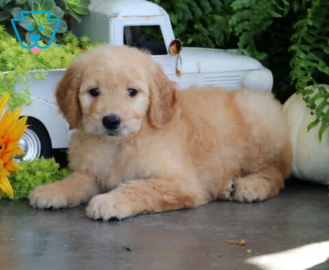 Taffy Goldendoodle