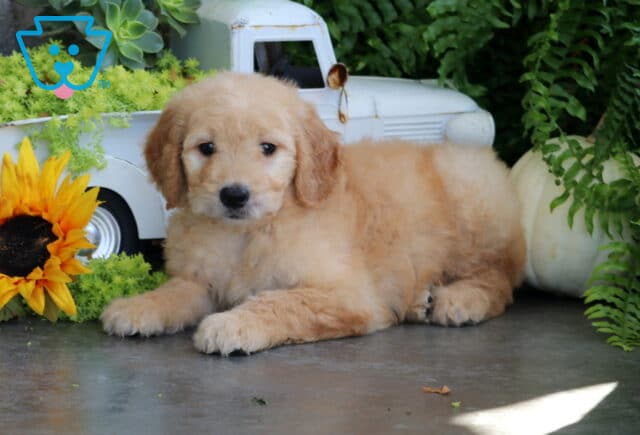 Taffy Goldendoodle image