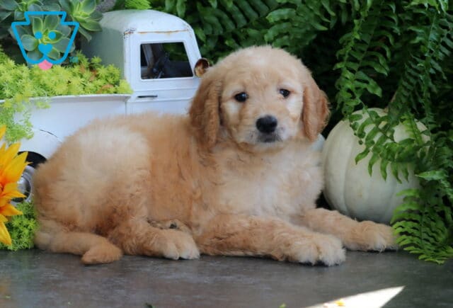 Taffy Goldendoodle2 image