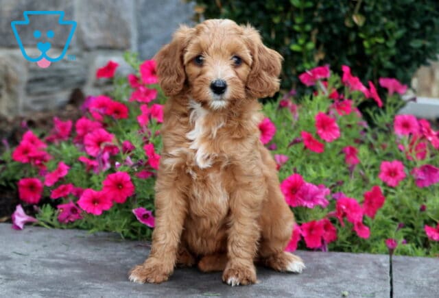 Taffy Mini Goldendoodle image