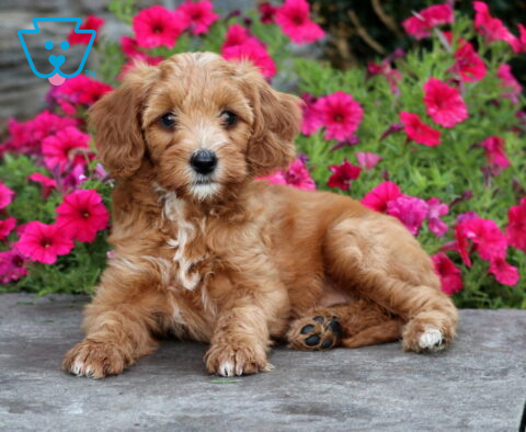 Taffy Mini Goldendoodle2