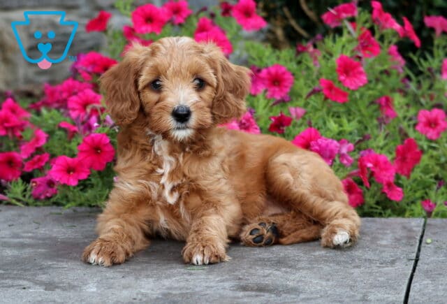 Taffy Mini Goldendoodle2 image