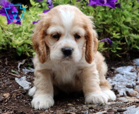 Tank Cocker Spaniel