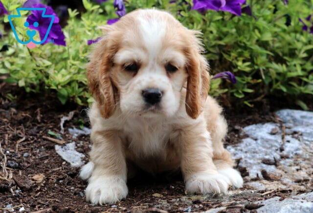 Tank Cocker Spaniel image