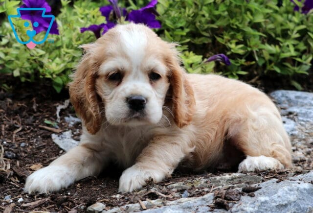 Tank Cocker Spaniel2 image