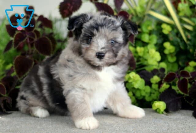 Blue merle Poodle Mix puppy with a fluffy gray, black, and white coat sitting among vibrant green and burgundy garden plants. image